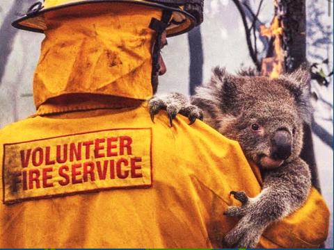 Koala rescued from wildfire