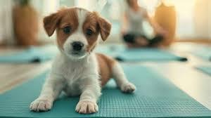 puppy on yoga mat