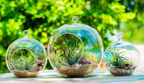 Terrariums