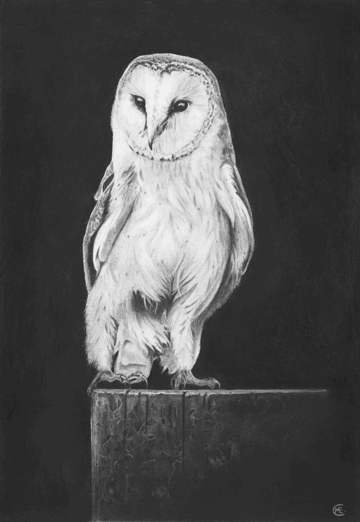 Barn Owl